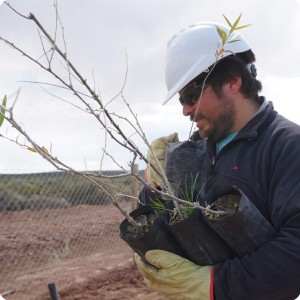 17 20180917   Ready to plant some trees  We are first going to plant Eucalypus  Pepper trees  Schinus polygamus  and olive trees  Eleagnus angustifolia 