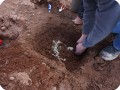 18 20180917   The first tree has been planted. Around the base of the sapling an anti evaporation cover has been placed to prevent evaporation through the planting hole of the box