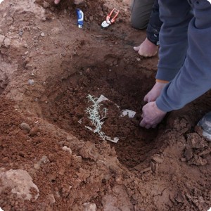 18 20180917   The first tree has been planted. Around the base of the sapling an anti evaporation cover has been placed to prevent evaporation through the planting hole of the box