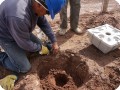 19 20180917   Cutting the roots of the sapling because they have been growing horizontally instead of vertically