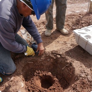 19 20180917   Cutting the roots of the sapling because they have been growing horizontally instead of vertically