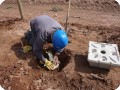 20 20180917   Placing the anti evaporation cover around the base of the sapling