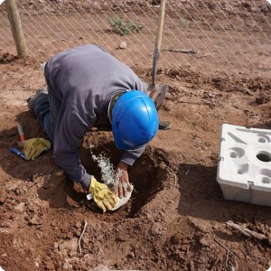 20 20180917   Placing the anti evaporation cover around the base of the sapling