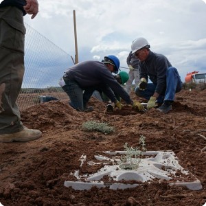 24 20180917   A native Zampa that has been planted is waiting for its water   the boxes will be filled with water in the end