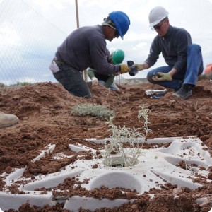 25 20180917   The biodegradable Growboxx plant cocoon will create a good micro climate for the growth of the tree