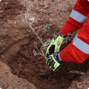 28 20180917   Enrique Brain is planting a sapling  Zampas  in the planting hole