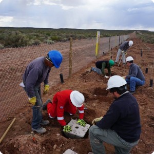 31 20180917   On the right side with the white helmet  Ing. Claudio Lijalad  from Goatec   Groasis  is helping with the plantation