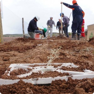 34 20180917   A Zampa  Artiplex  planted in the biodegradable Growboxx plant cocoon