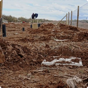 36 20180917   The first boxes and saplings in a row have been planted