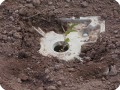 46 20180917   The plant plugs in the lid are filled with soil to prevent evaporation