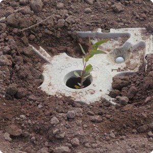 46 20180917   The plant plugs in the lid are filled with soil to prevent evaporation