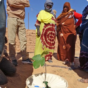 14 Now the tree has to start growing with the help of the Waterboxx plant cocoon