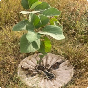 1 TREE PLANTED IN MADINAT AL HAQ  DHAFAR