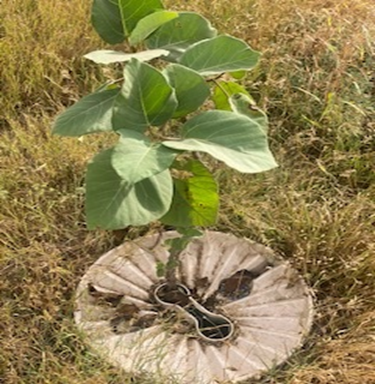 1 TREE PLANTED IN MADINAT AL HAQ  DHAFAR