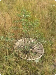 2 TREE PLANTED IN MADINAT AL HAQ  DHOFAR