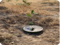 3 TREE PLANTED IN HOKUM  DHOFAR