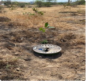 3 TREE PLANTED IN HOKUM  DHOFAR