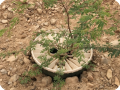 4 TREE PLANTED IN MIRBAT  DHOFAR