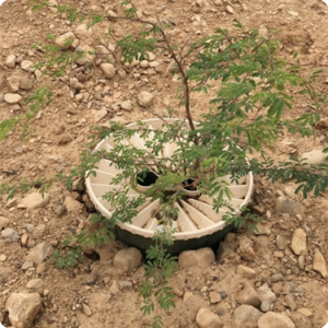 4 TREE PLANTED IN MIRBAT  DHOFAR