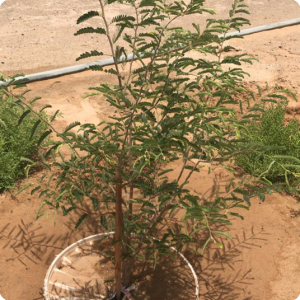 5 TREE PLANTED AT SHAROOQ SCHOOL  SUR  BEFORE