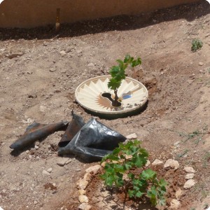 20120611   4 This Waterboxx is planted by one of the families