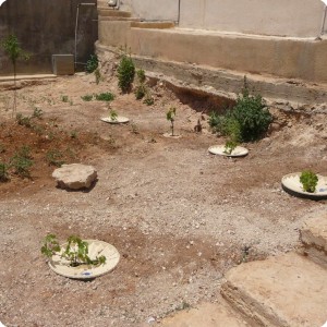 20120614   7 The community of Sakeb understands how to plant with the Groasis technolgoy