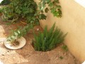 20121022   3 The grapes are surviving  thanks to the Waterboxx plant cocoon