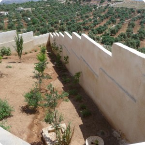 20130511   1 View of Ali Qasem garden  showing the growth of the grapes