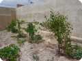 20130511   2 The garden of the Al Hawamdeh family has a poor soil. However  the grapes are growing successfully