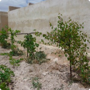 20130511   2 The garden of the Al Hawamdeh family has a poor soil. However  the grapes are growing successfully