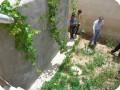 20130511   3 Kayed Mustapha has used the Waterboxx   the grapes are already 4 meters high