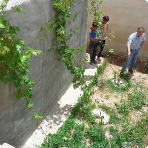 20130511   3 Kayed Mustapha has used the Waterboxx   the grapes are already 4 meters high