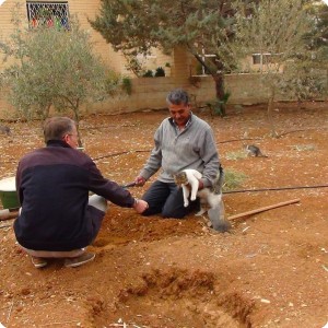 20161119   2 Even the cat wants to help planting trees