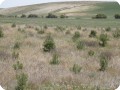 10 In the background barren soil without trees on the foreground covered soil with trees and annuals