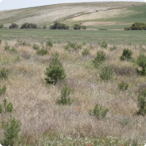 10 In the background barren soil without trees on the foreground covered soil with trees and annuals