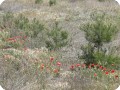 11 Poppy s  Papaveroideae start to grow everywhere as soon as the micro climate improves with the help of the Groasis Waterboxx