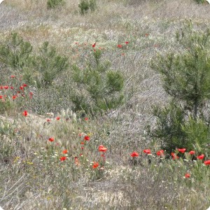 11 Poppy s  Papaveroideae start to grow everywhere as soon as the micro climate improves with the help of the Groasis Waterboxx