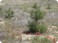 12 Pine tree  Pinus nigra  over 2 meter high without irrigation within 3 years after planting with Groasis Waterboxx