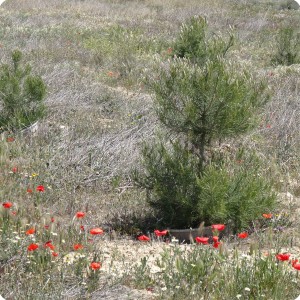 12 Pine tree  Pinus nigra  over 2 meter high without irrigation within 3 years after planting with Groasis Waterboxx