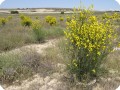 1 Life  The Green Deserts reforestation program in Spain