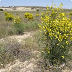 1 Life  The Green Deserts reforestation program in Spain