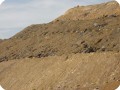 25 Detail of successful reforestation on mine dump of Grupo Cupa in Riofriste Spain