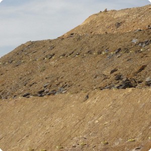 25 Detail of successful reforestation on mine dump of Grupo Cupa in Riofriste Spain