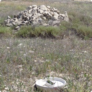 2 2014 Groasis Greenboxx in Los Monegros desert Spain in soil with over 70  stones