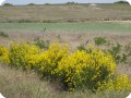 2 The Spanish Broom  latin name Spartium junceum  grows well with the Groasis biodegradable Waterboxx