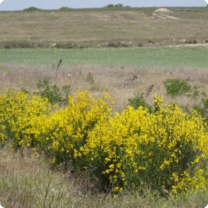 2 The Spanish Broom  latin name Spartium junceum  grows well with the Groasis biodegradable Waterboxx