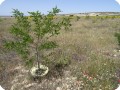 3 The Robinia pseudoacacia is over 2 meters high in 3 years time