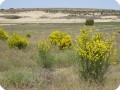 5 Although no irrigation was used we have over 91  survival result in this plantation with the biodegradable Groasis Waterboxx