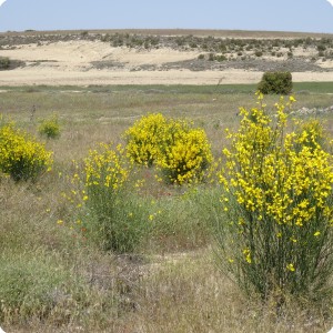 5 Although no irrigation was used we have over 91  survival result in this plantation with the biodegradable Groasis Waterboxx