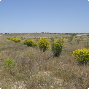 6 Los Monegros Desert Zaragosa is over  40    C in Summer